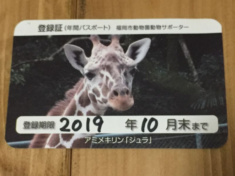 福岡市の夜の動植物園体験レポ 混雑や出店なども詳しく紹介 ぷくとこ