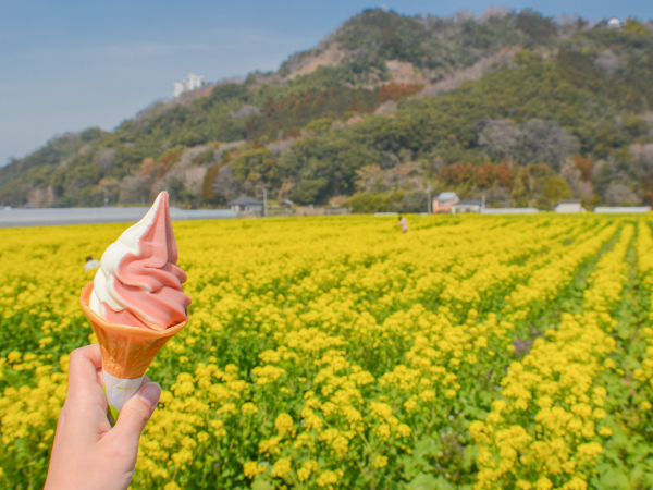 22年 福岡の菜の花名所8選 見頃と桜のコラボスポットも紹介 ぷくとこ