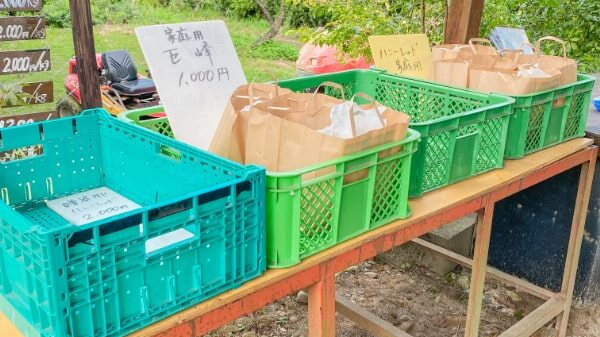 高山果樹園のぶどうたち