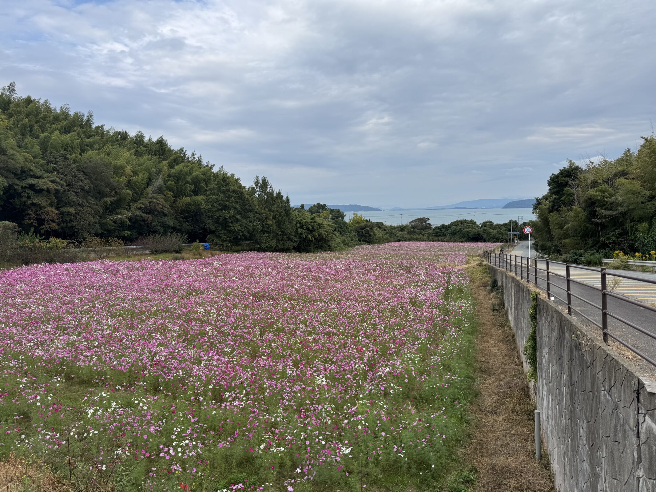 今津コスモス畑